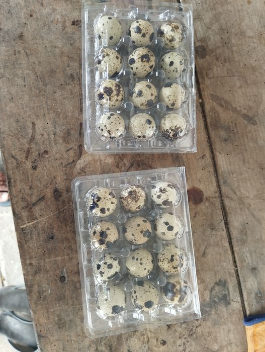 Codernizes e ovos63823807857409122