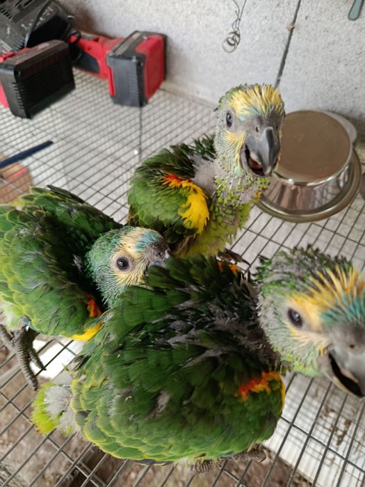 Amazonas aestiva xanthopteryx