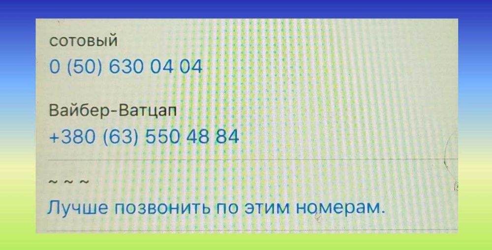 Котята Шотландской породы.