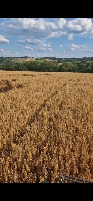 Owies Harnaś rok po centrali