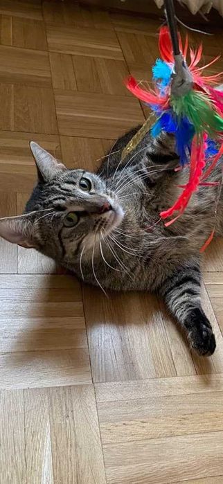 Burasia kotka do adopcji
