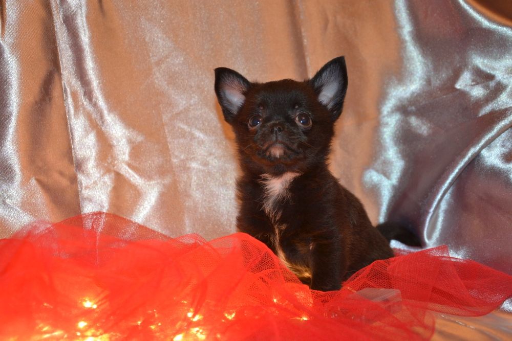 Породний хлопчик чекає на родину!