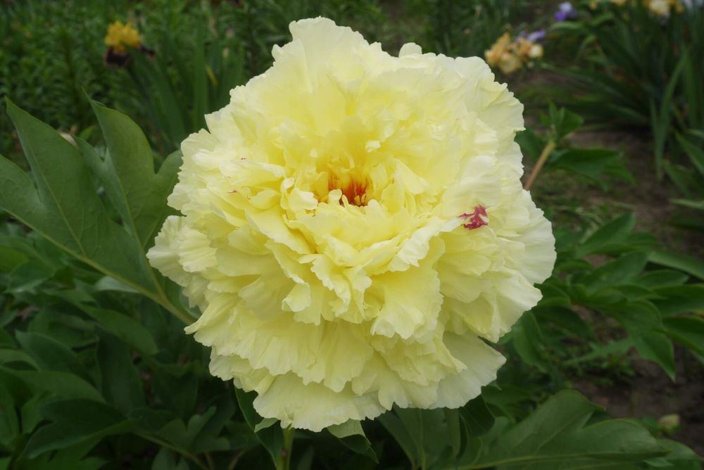 Пион Sonoma Halo