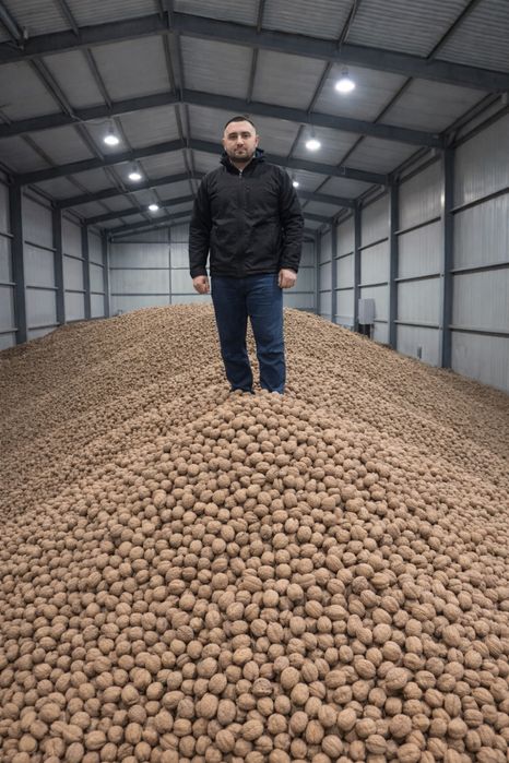 Грецький горіх волинська обл.  Ку..пимо