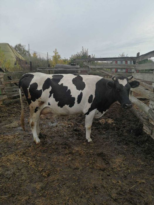 Продається корова