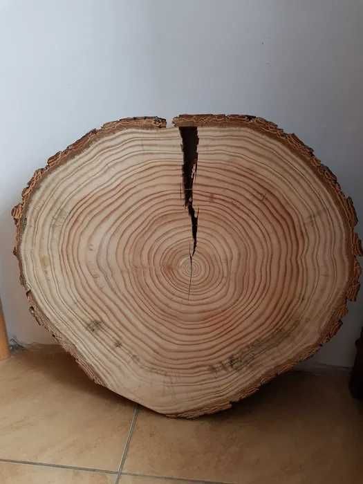 Plastry drewna daglezja duże 55 cm