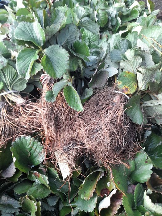 Садженці,абрикосу,та полуниці