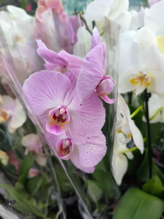 Orquídea Phalaenopsis - planta em vaso