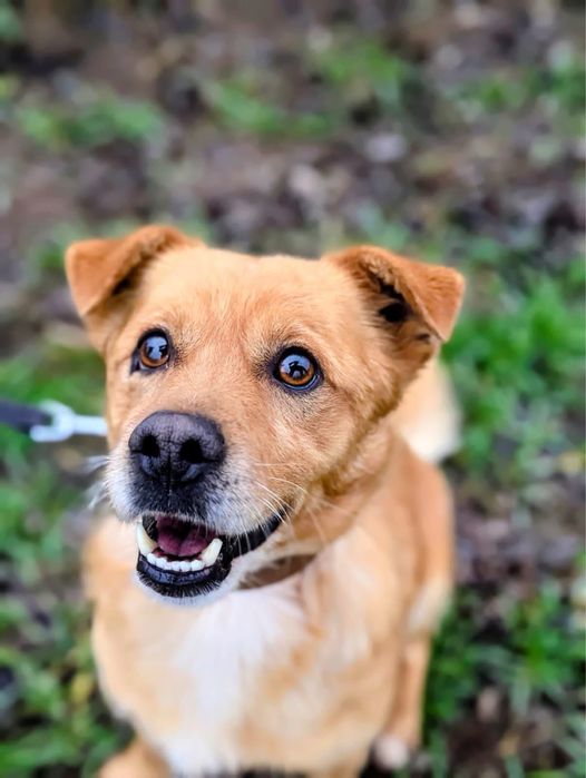 maly psiak do adopcji