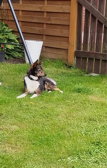 oddam pieska w dobre ręce