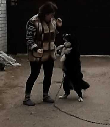 Собака в добрі руки | Добрий собака для дому та двору