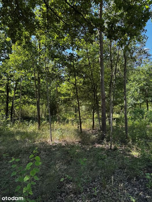 Działka budowlana 1376m² w leśnej okolicy, 20 min autem S7 do Warszawy