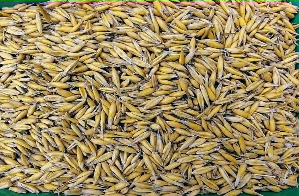 Owies Ziarna ziarno 25kg Pasza Karma dla Gołębi Królików Koni