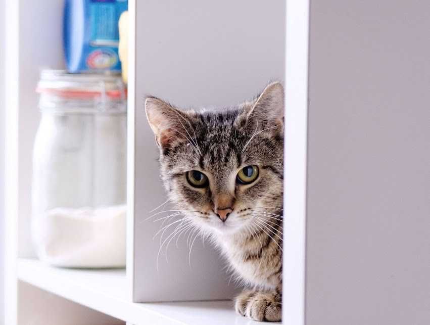 Lucynka szuka ciepłego domu po trudnym starcie – podaruj jej miłość