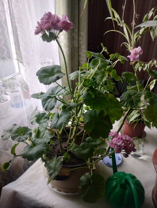 Продам кімнатні рослини