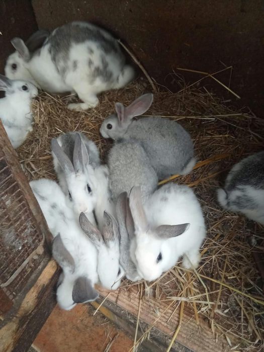 Coelhos caseiros