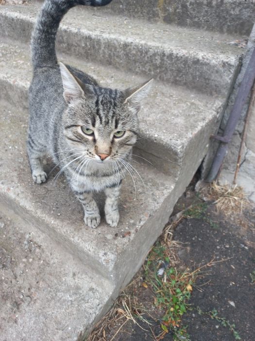 Котя в пошуках родини