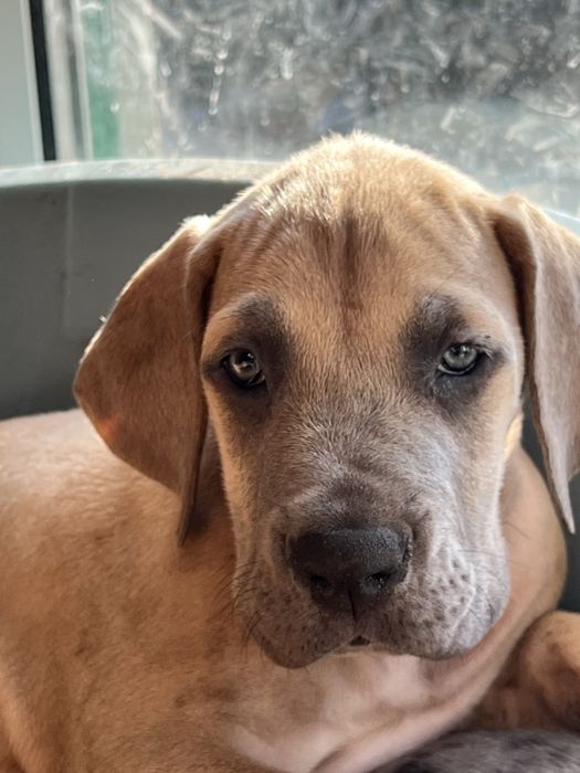 Dogue alemao Isabela