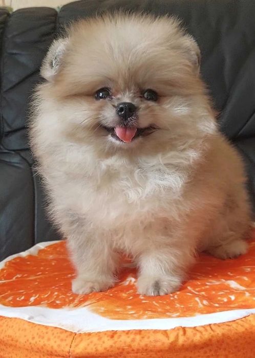 Шпіц дуже гарний