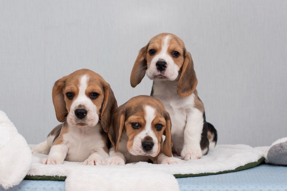 Цуценята бігля : хлопчик та дівчатка, родовід КСУ