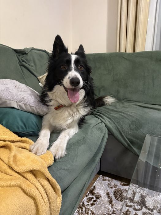 Border collie pies chocko merle Lolek