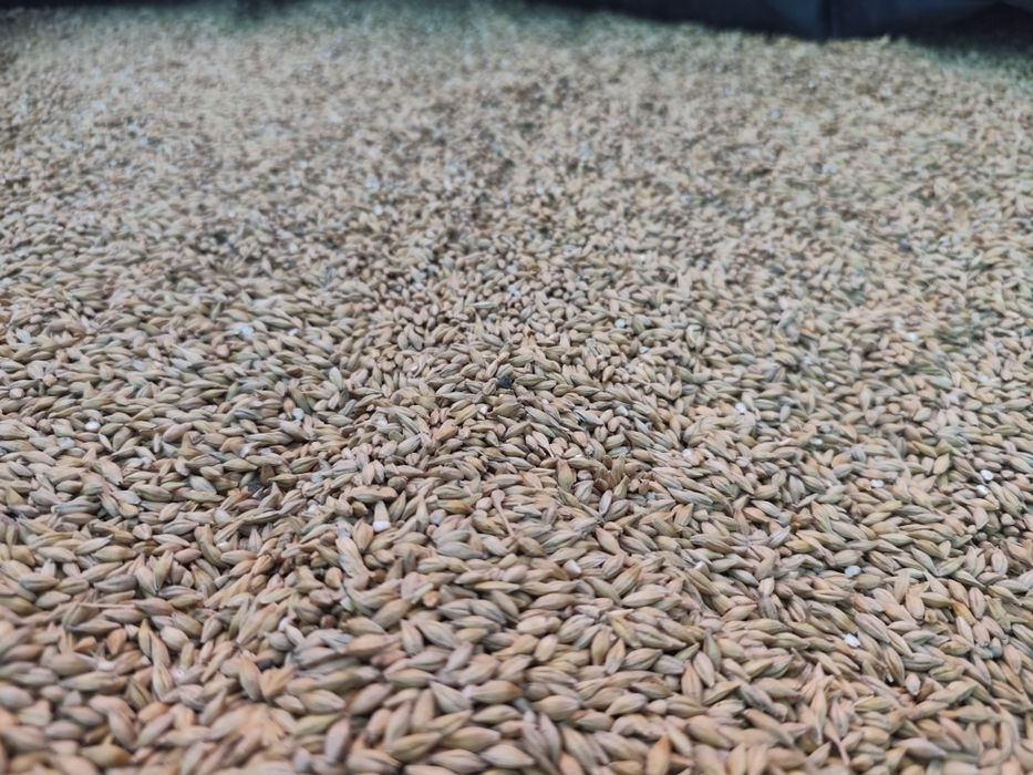 Продам ячмінь ярий 26т