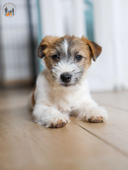 Jack Russell Terrier ZKwP FCI suczka rezerwacja