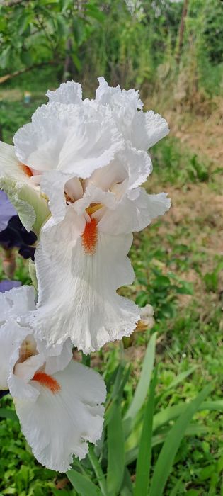 Ирисы сортовые продаю