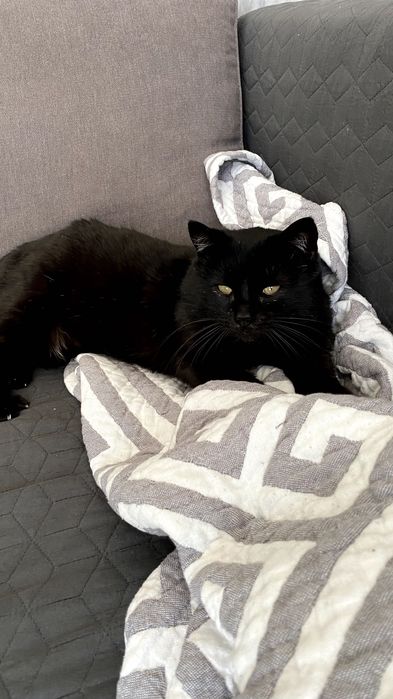 Котик в добрі руки