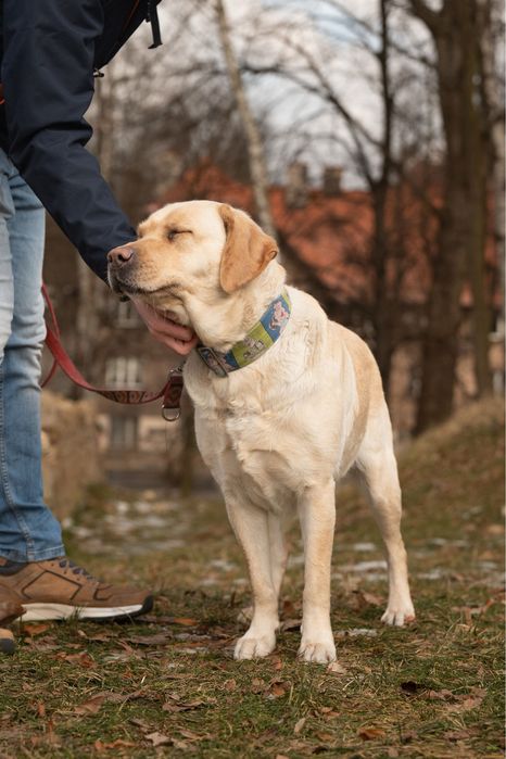 Hera labrador szuka swojego człowieka