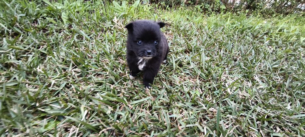 Spitz alemão anão Lulu da Pomerânia hiper miniatura criado em ambiente