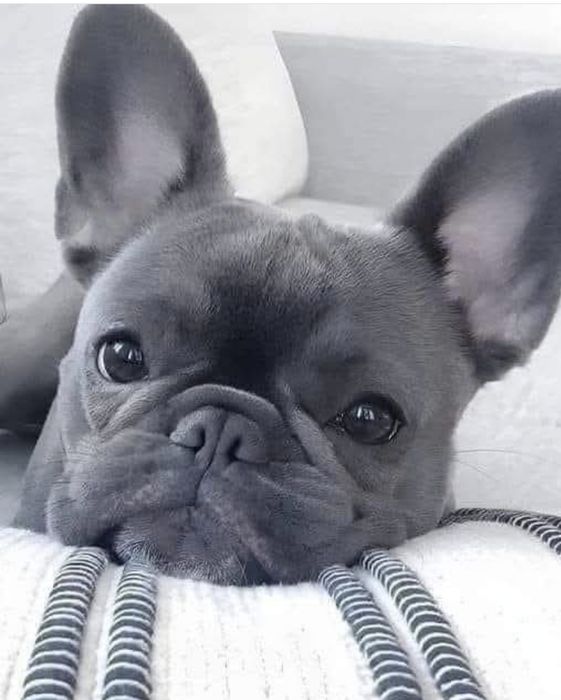 Люблячі очі, симпатична мордочка