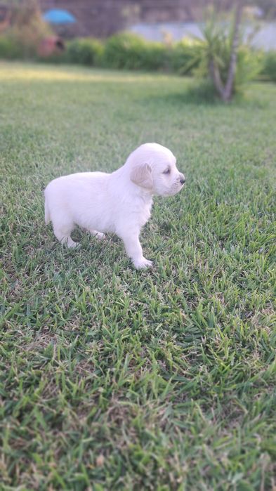 Golden  retriever