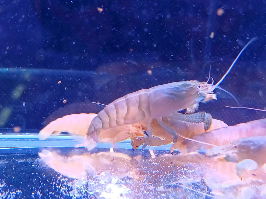 Krewetka Gabońska - Atya Gabonensis