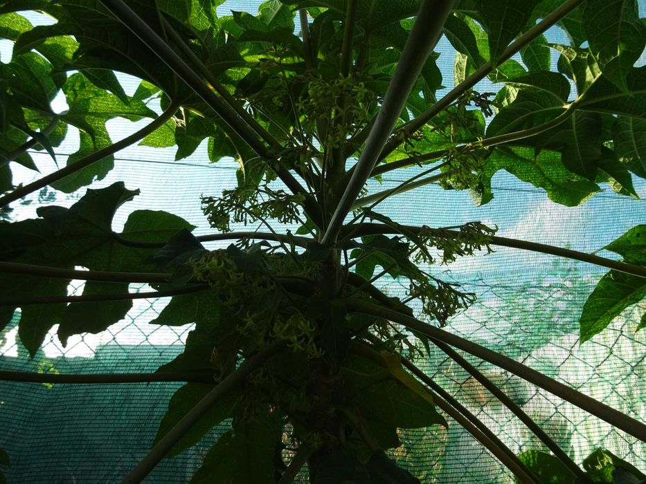 plantas de papaya da montanha