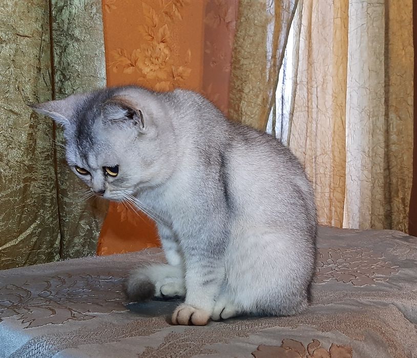 Шиншилла котик британец