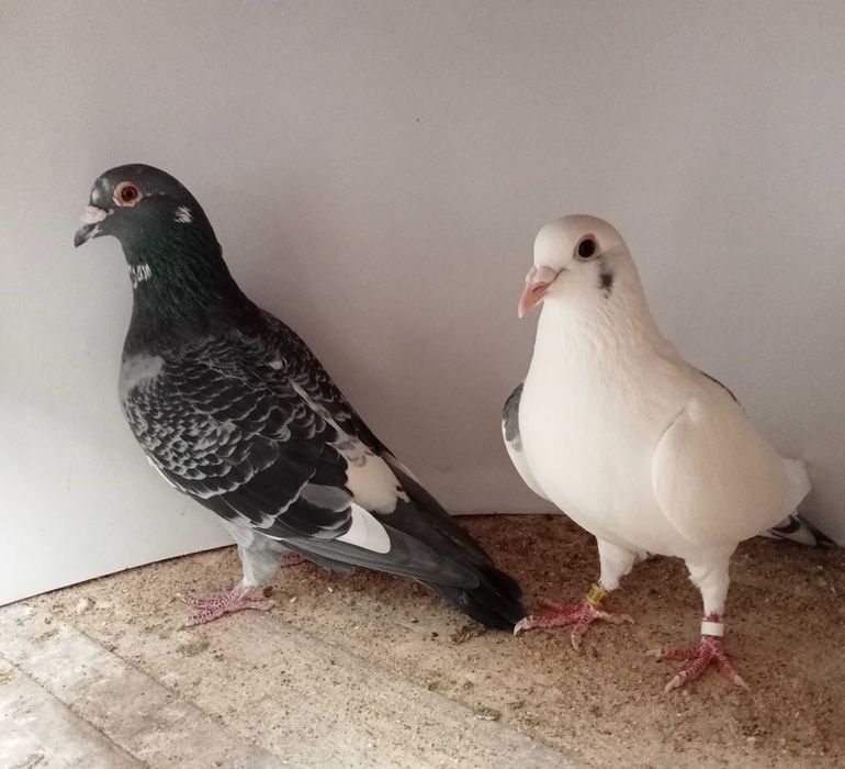 Lindo pombo correio famílias de fundo