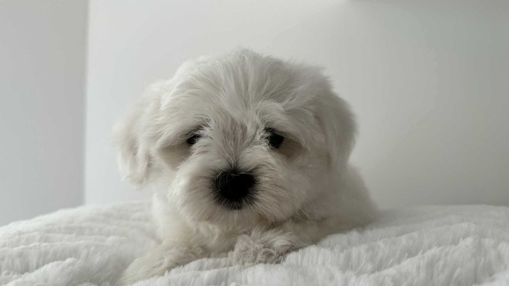 Mini Piesek Maltańczyk z Rodowodem