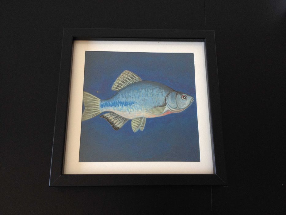 Molduras com Ilustrações de Peixes