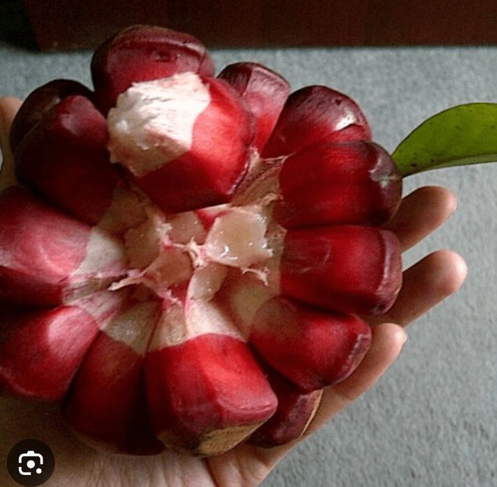 Kadsura coccinea plantas em vaso