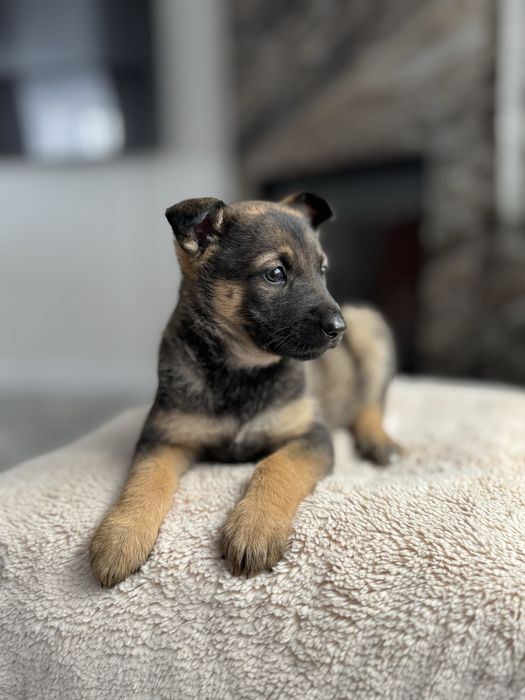 Німецька вівчарка щенята