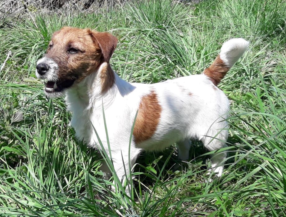 Jack Russell Terrier piesek(FCI)