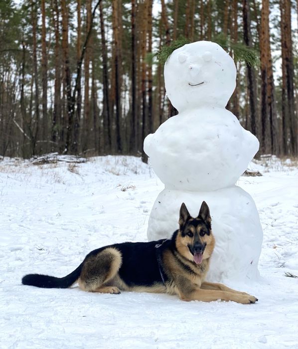 Вʼязка - східноєвропейська вівчарка (восточноевропейская овчарка)