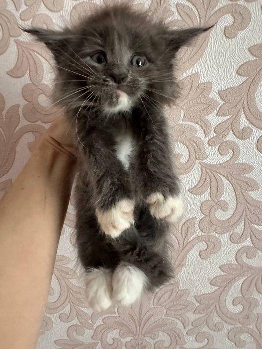 Мейн-кун дівчинка