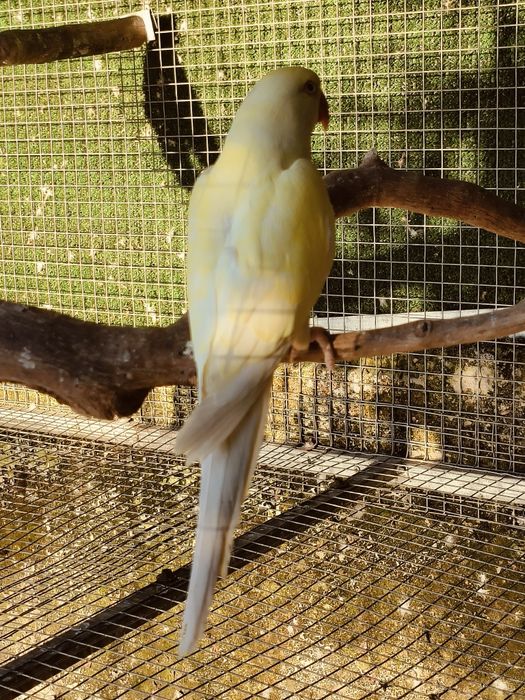 Aves Ring neck's