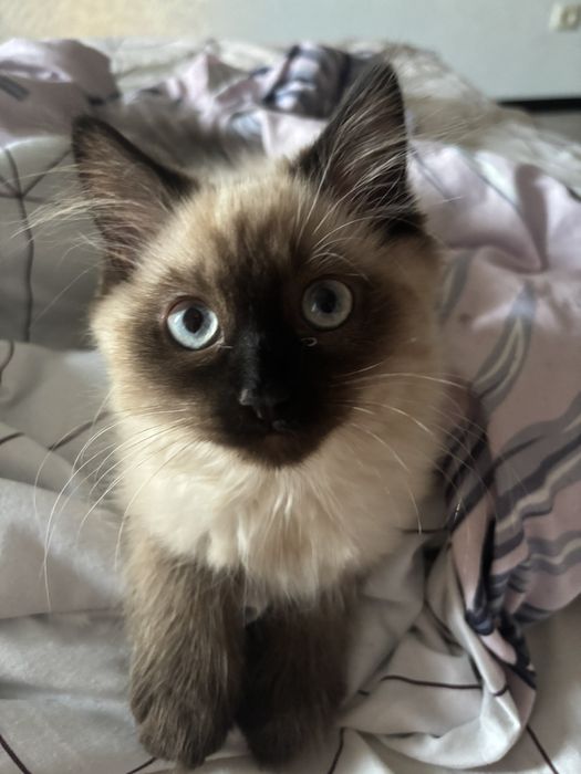 Невська маскарадна кошенята бронь