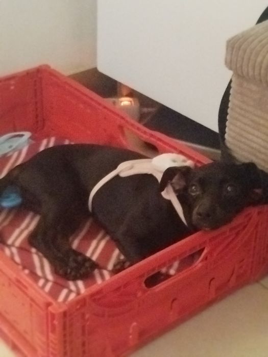 Pinscher lindíssima