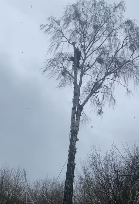 Професійне видалення дерев