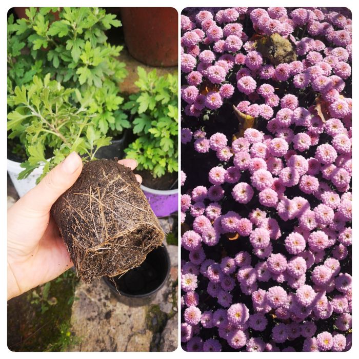 Хризантема мультифлора рожева