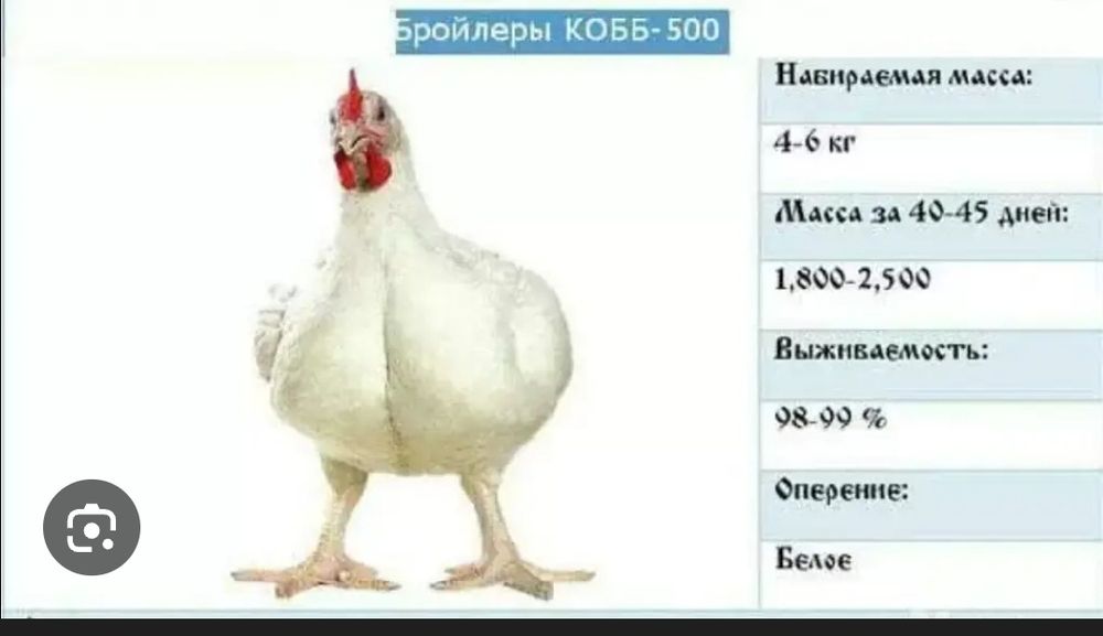 Яйце інкубаційне